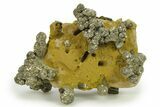 Golden Pyrite on Limonite Clay - Pakistan #283730-1
